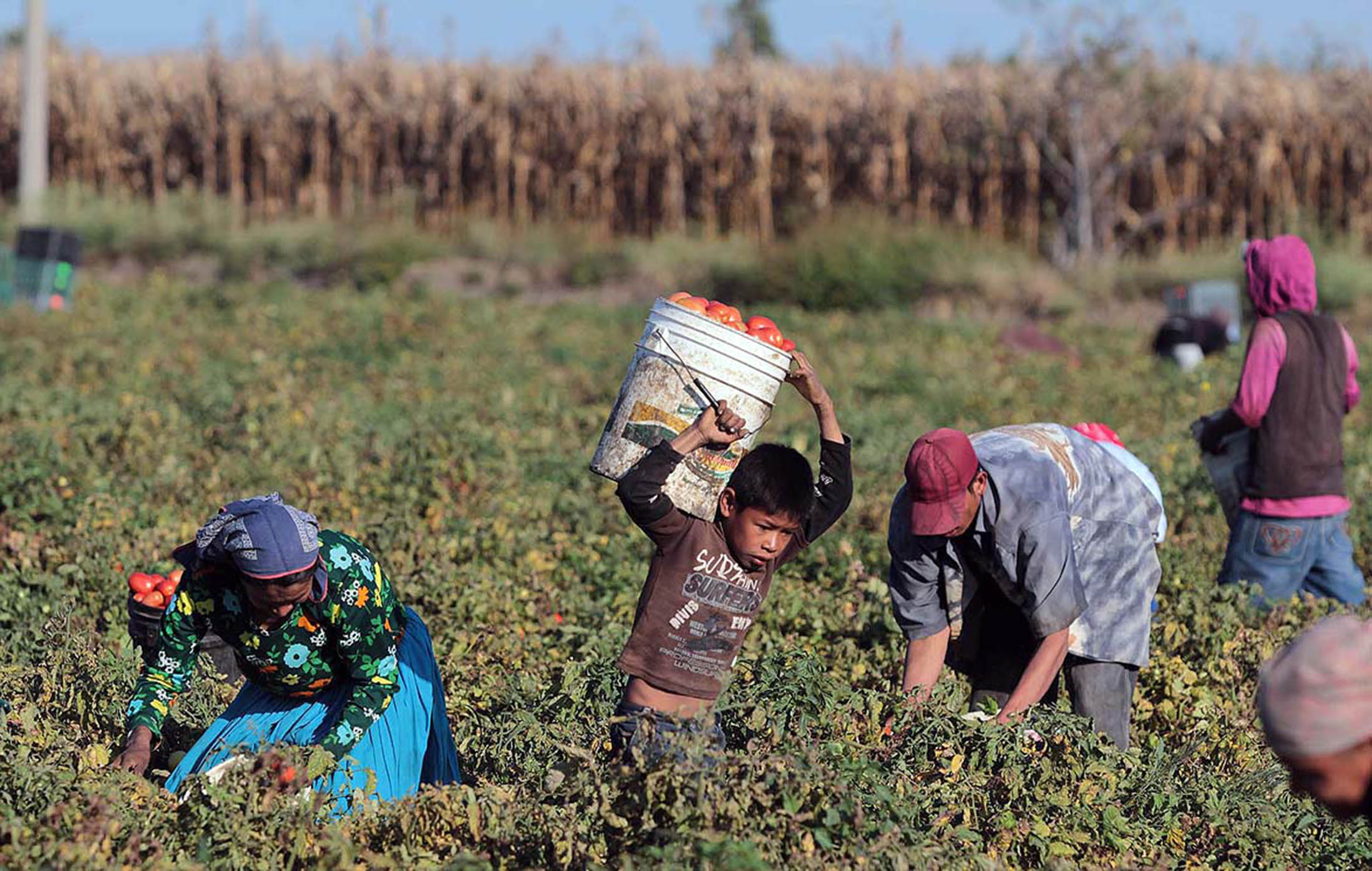 El trabajador jornalero migrante