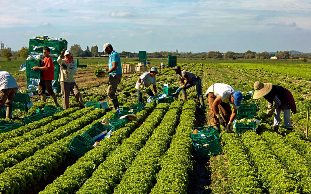 Los migrantes aportan a la economía estadounidense, en sectores estratégicos como agricultura, construcción, empaquetadoras, servicios, labores de cuidado y limpieza