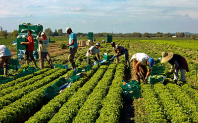Los migrantes aportan a la economía estadounidense, en sectores estratégicos como agricultura, construcción, empaquetadoras, servicios, labores de cuidado y limpieza